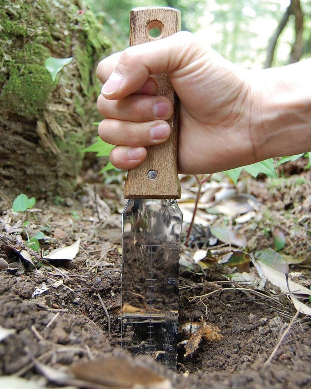 Hand holding the wooden handle of a Japanese gardening shovel while shoveling in dirt. The blade has measurements on it. Shown from the front..